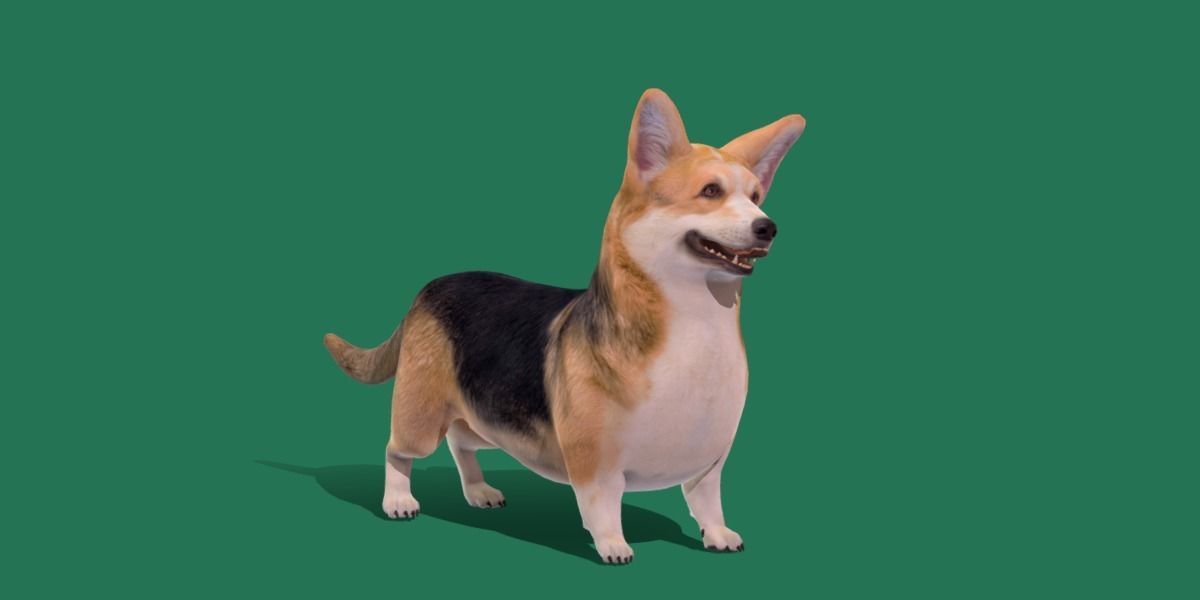 Pembroke Welsh Corgi Dog Low-poly 3D model_32