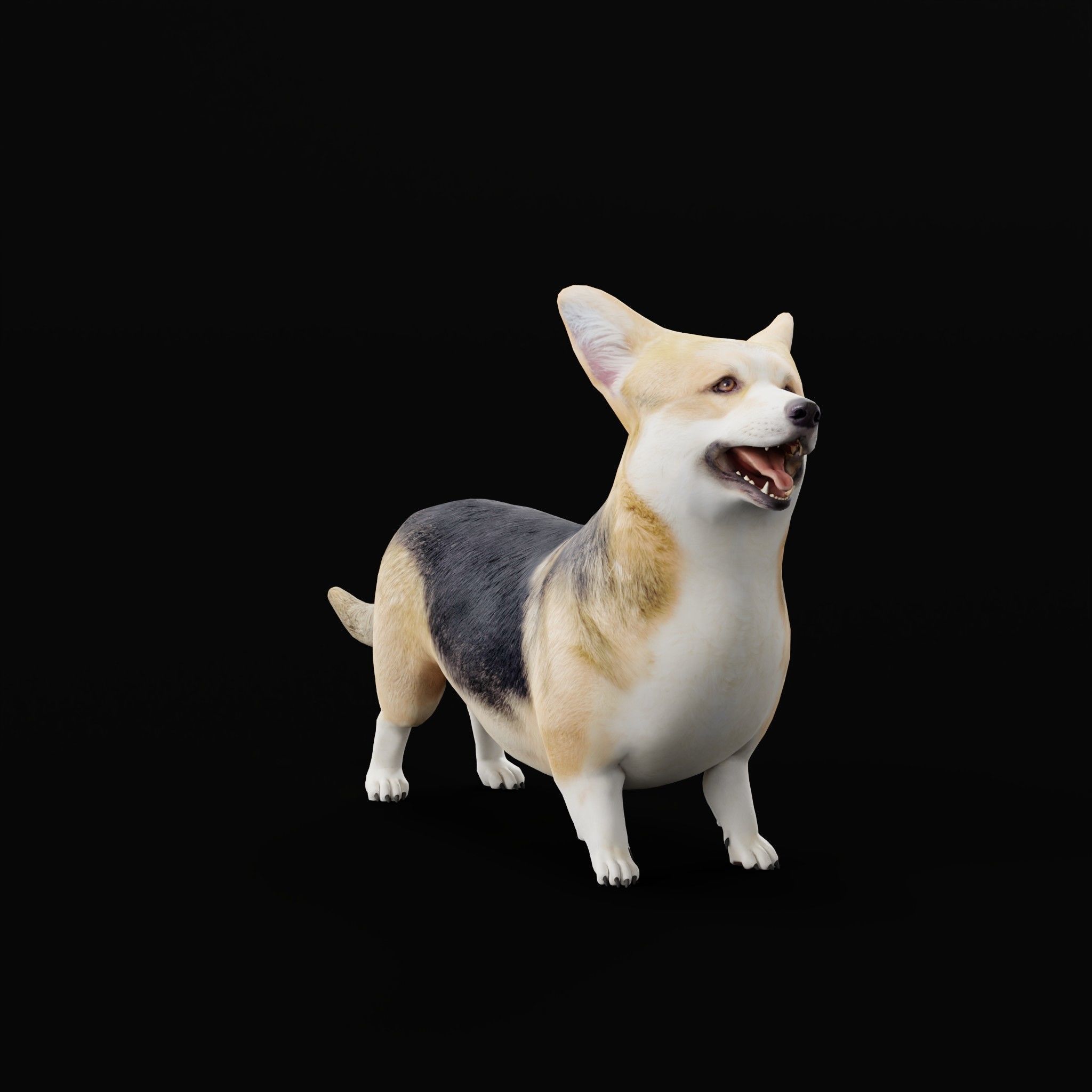 Pembroke Welsh Corgi Dog Low-poly 3D model_5