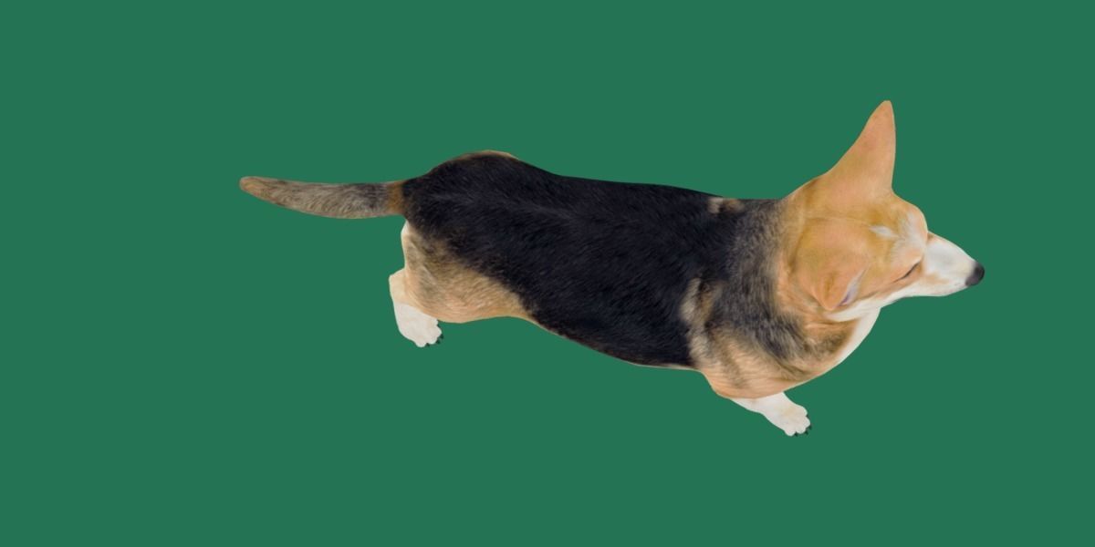 Pembroke Welsh Corgi Dog Low-poly 3D model_16