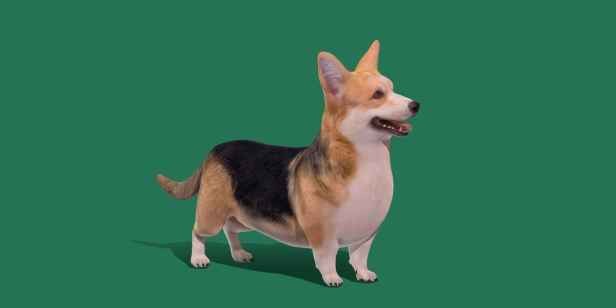 Pembroke Welsh Corgi Dog Low-poly 3D model_11