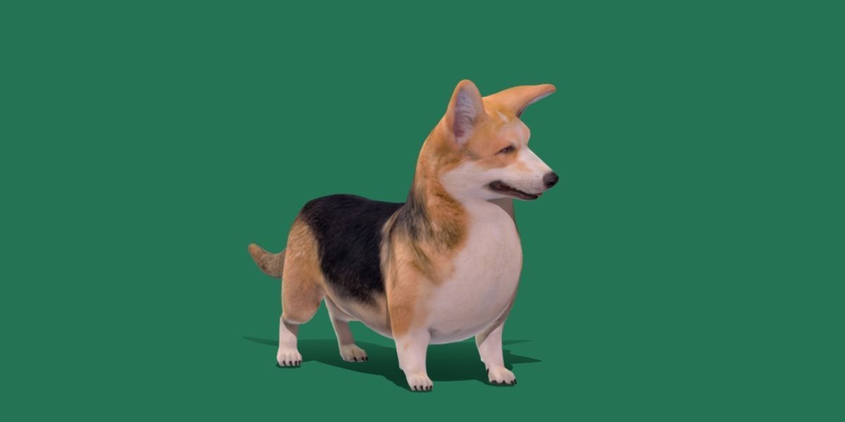 Pembroke Welsh Corgi Dog Low-poly 3D model_34