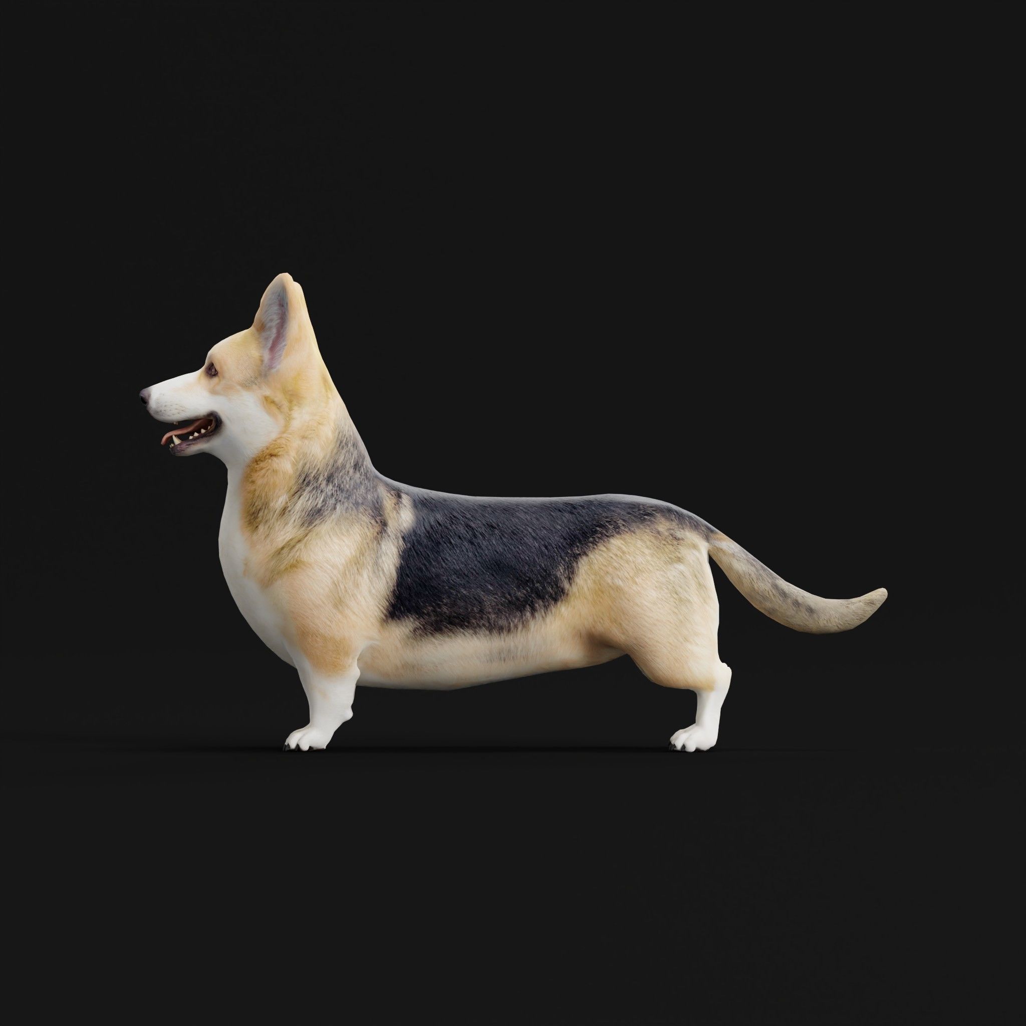 Pembroke Welsh Corgi Dog Low-poly 3D model_2