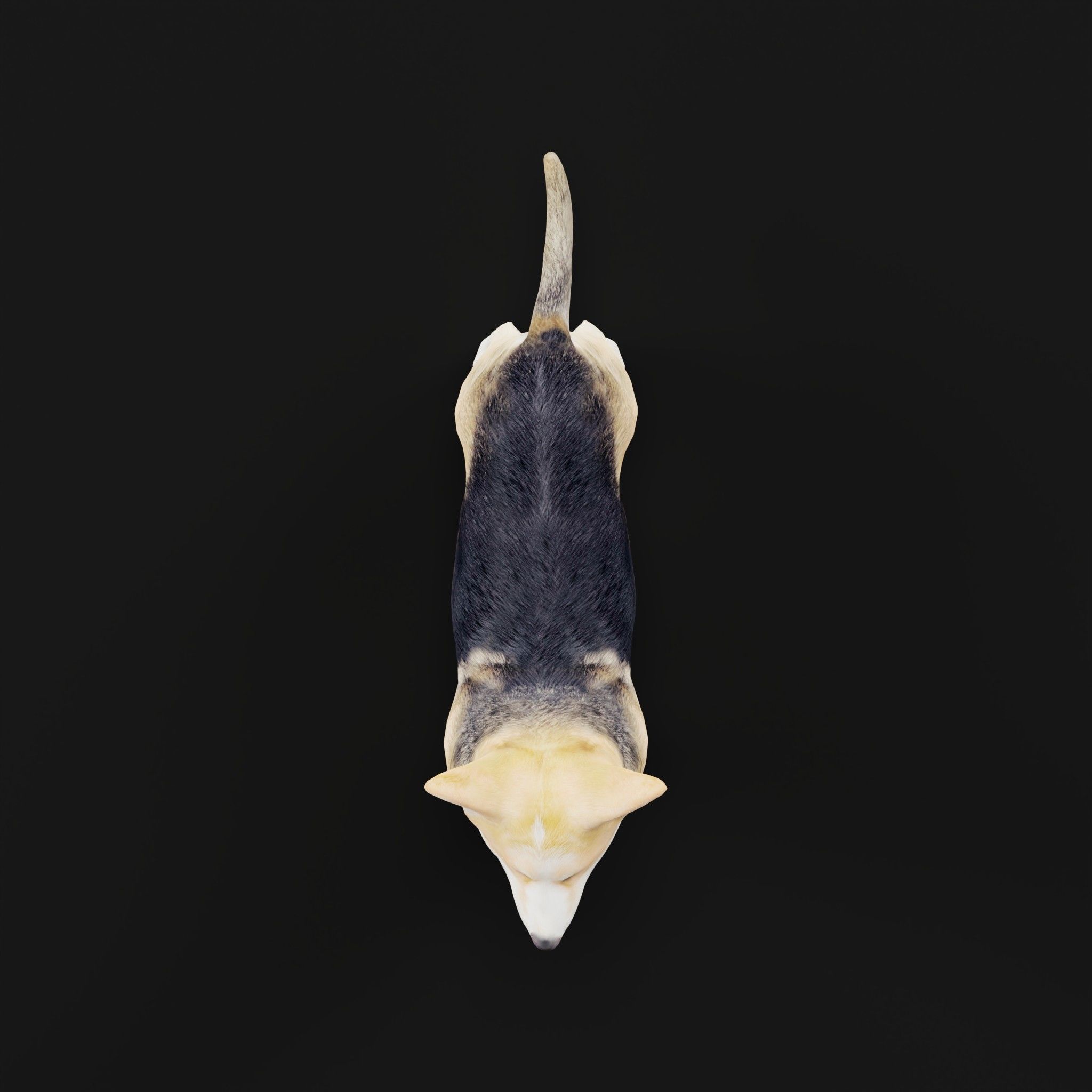 Pembroke Welsh Corgi Dog Low-poly 3D model_3