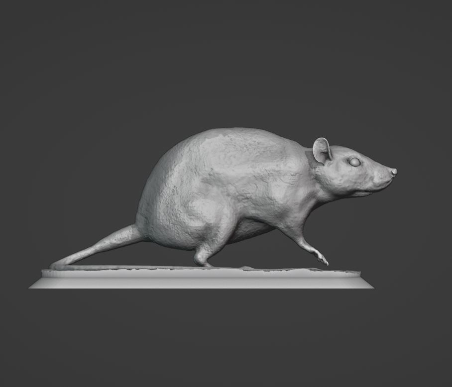 The Rat 3D print model_6