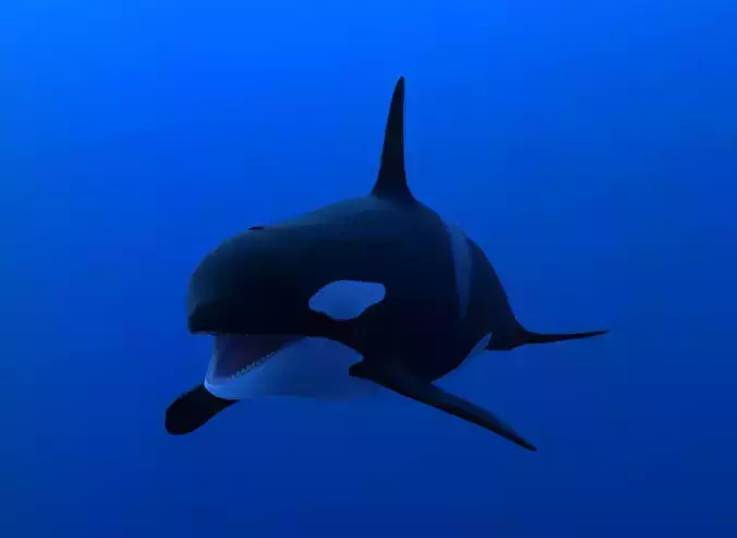 Killer whale Low-poly 3D model