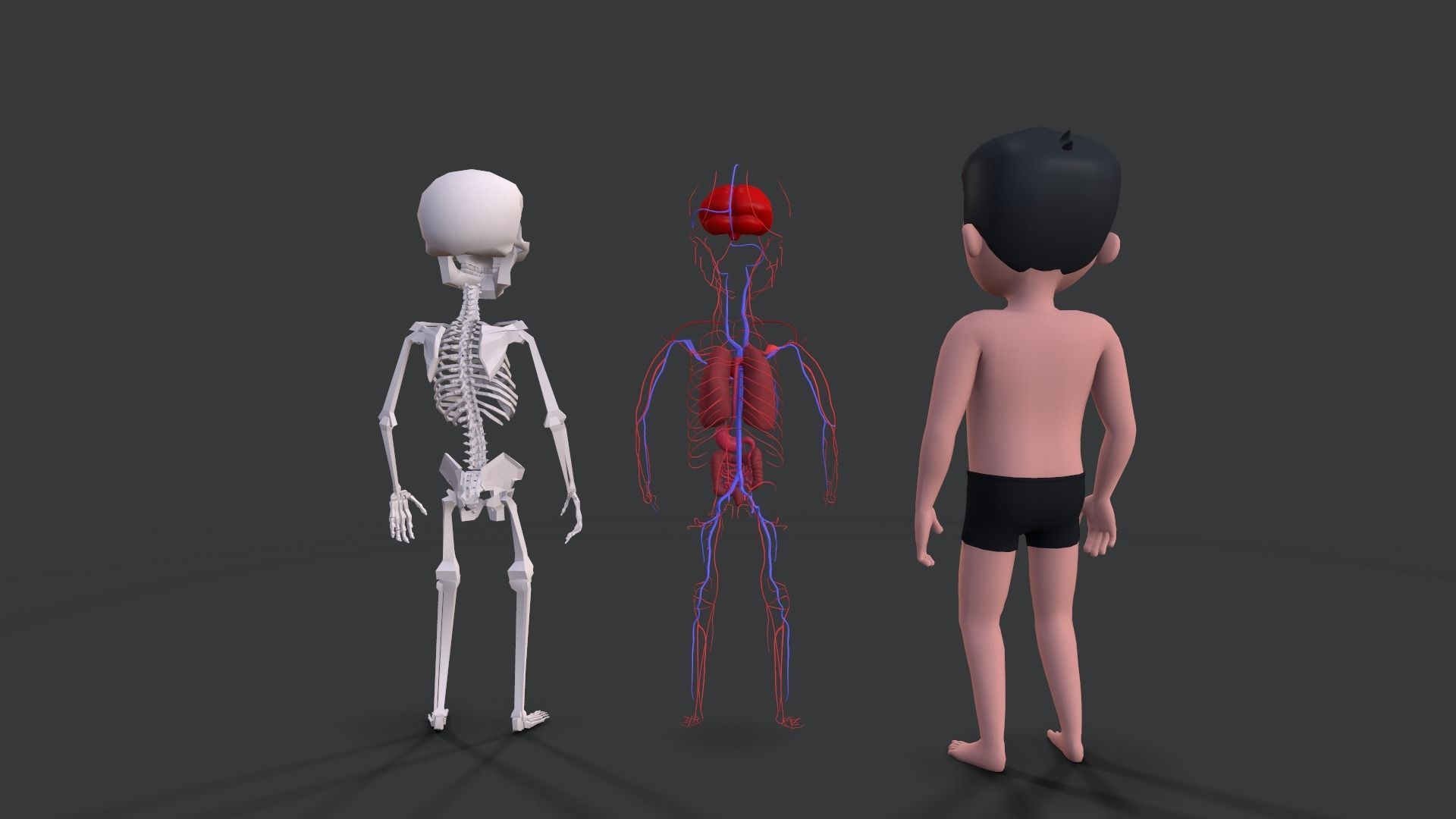 Body Parts - Educational Low-poly 3D model_5