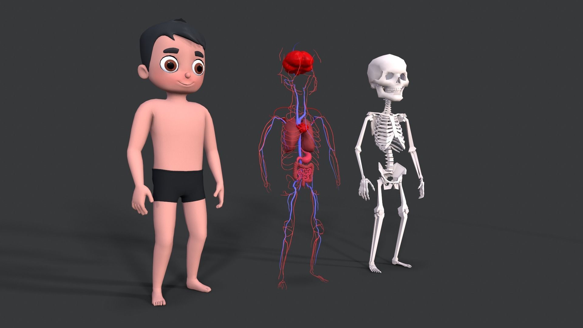 Body Parts - Educational Low-poly 3D model_4