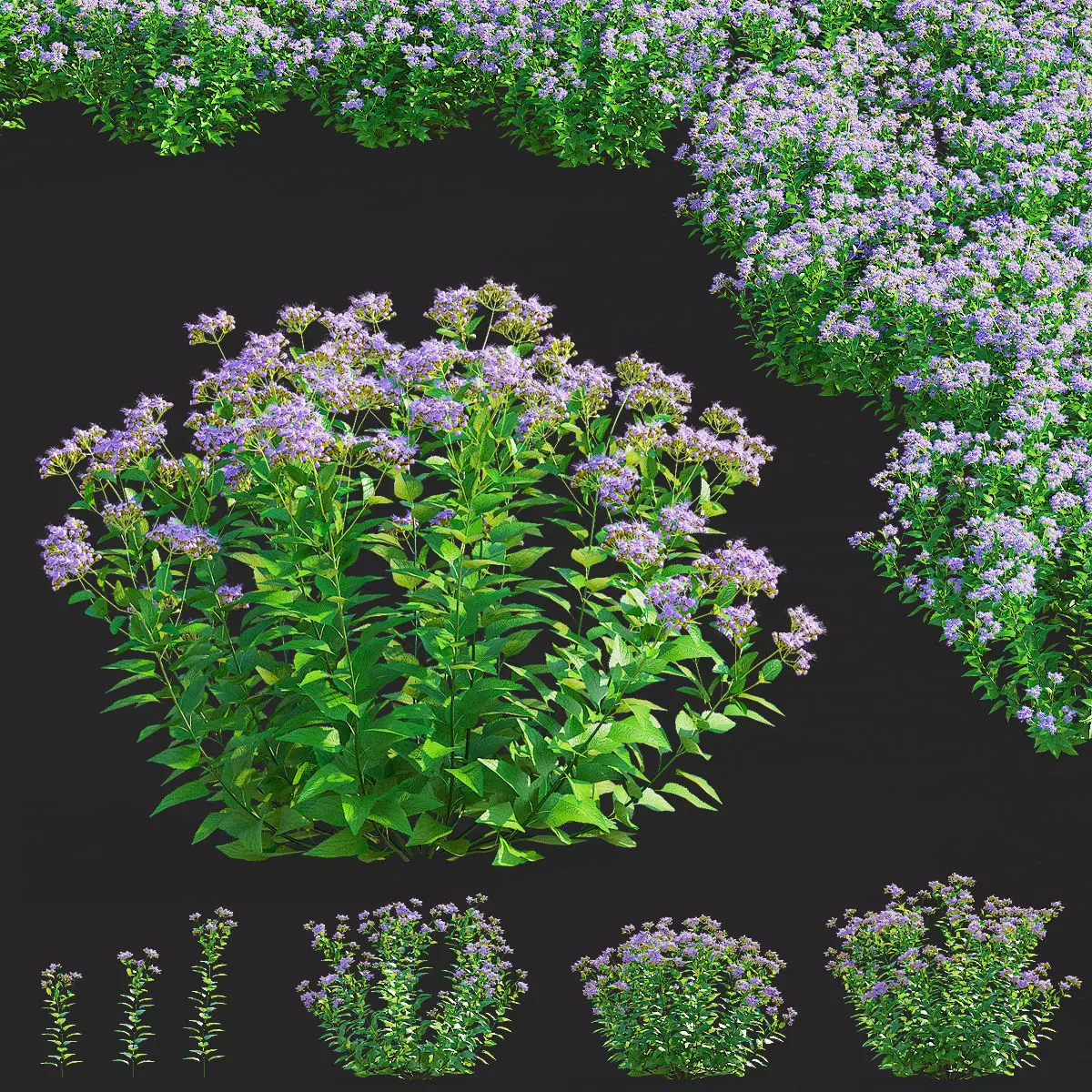 Conoclinium coelestinum flower 3D model