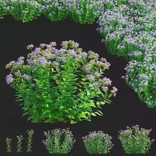 Conoclinium coelestinum flower