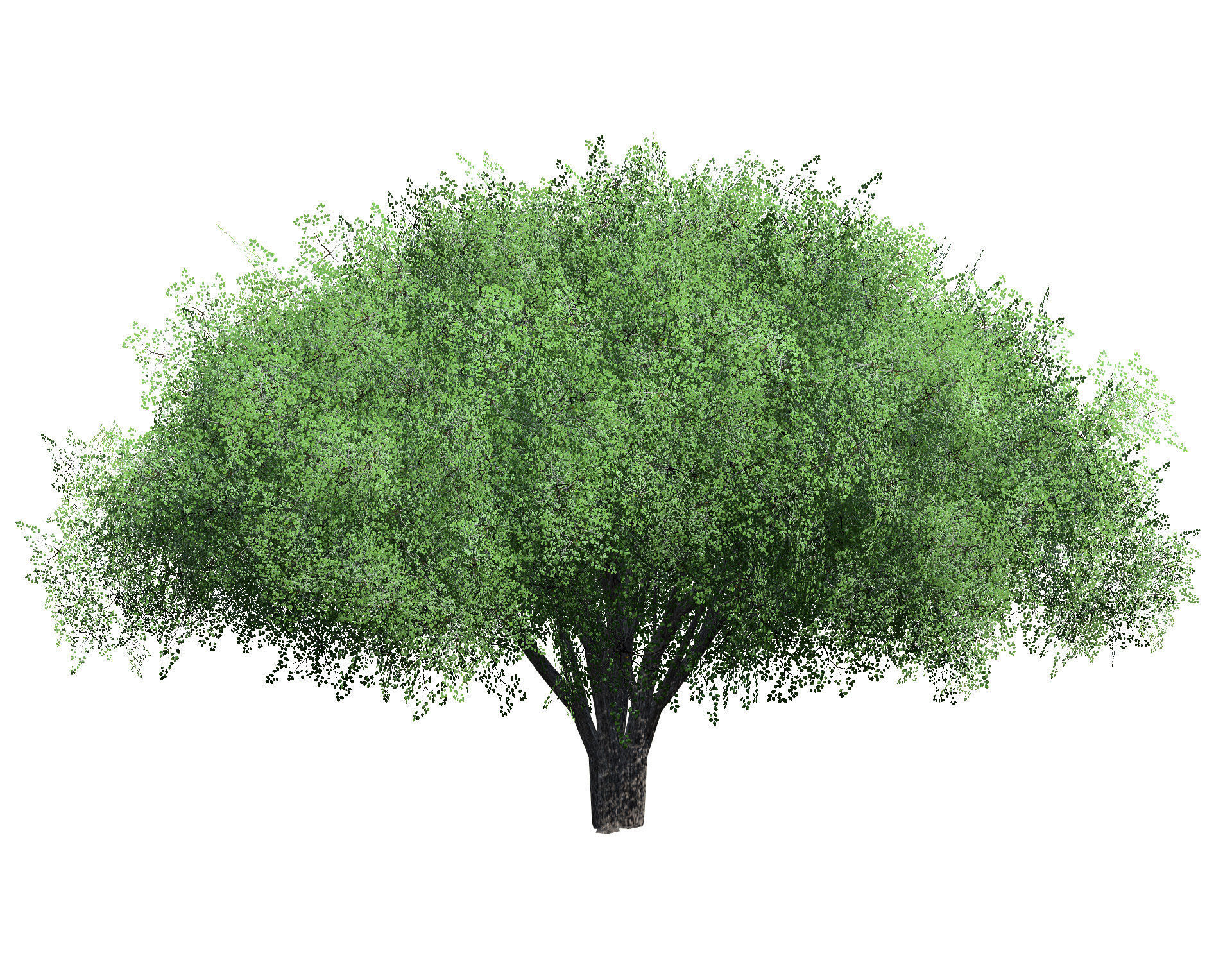 Realistic Hazelnut Tree with Detailed Leaves with free tutorial Low-poly 3D model_3
