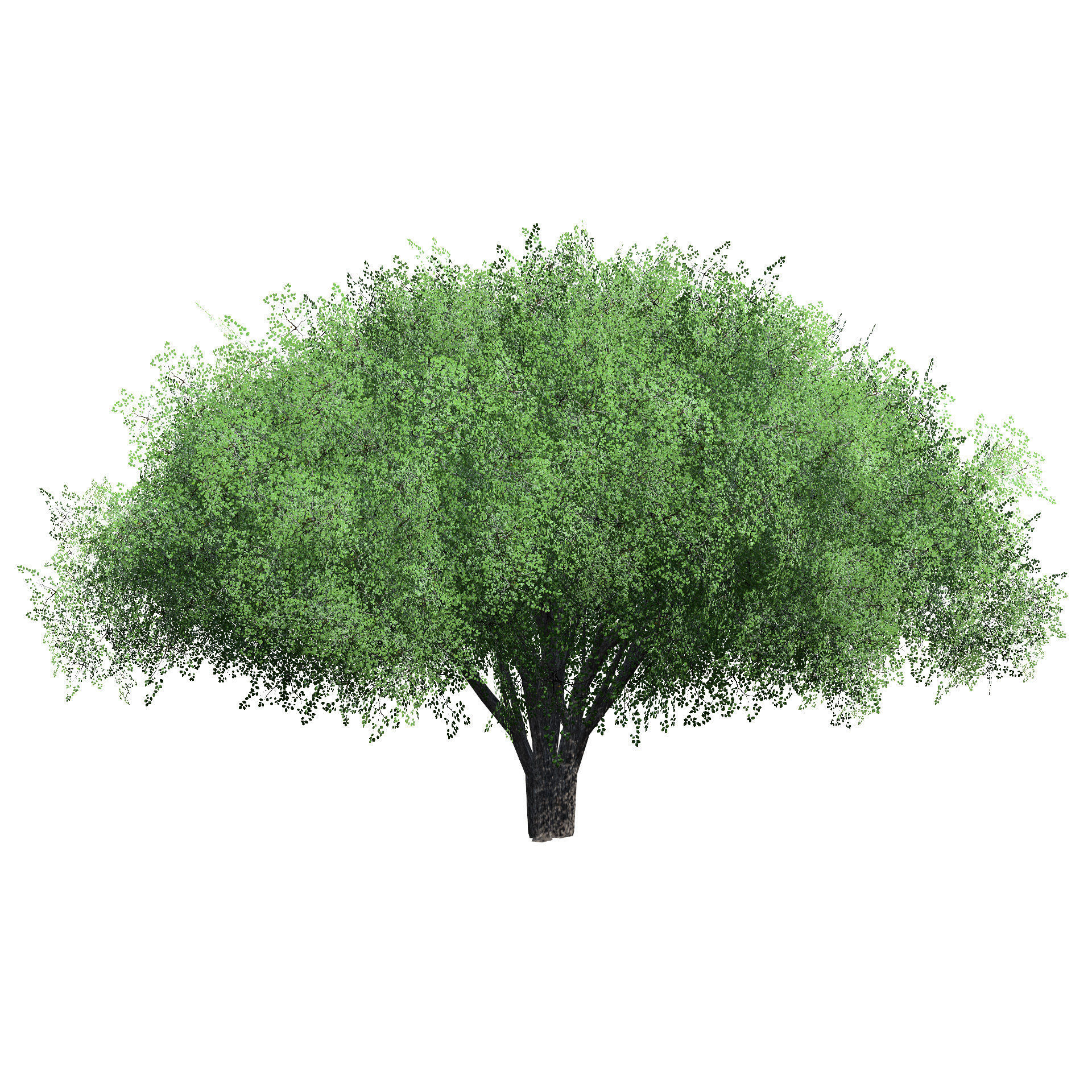 Realistic Hazelnut Tree with Detailed Leaves with free tutorial Low-poly 3D model_5
