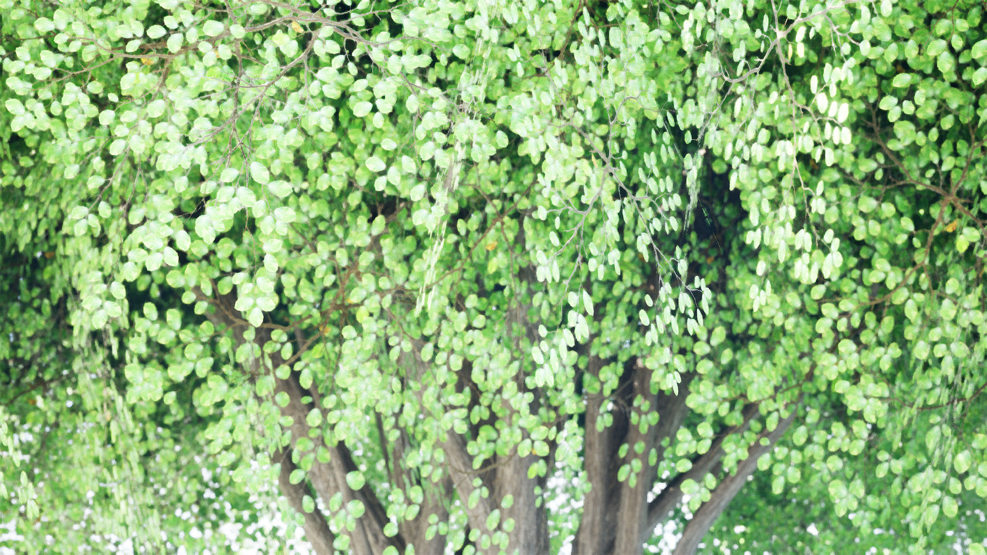 Realistic Hazelnut Tree with Detailed Leaves with free tutorial Low-poly 3D model_7