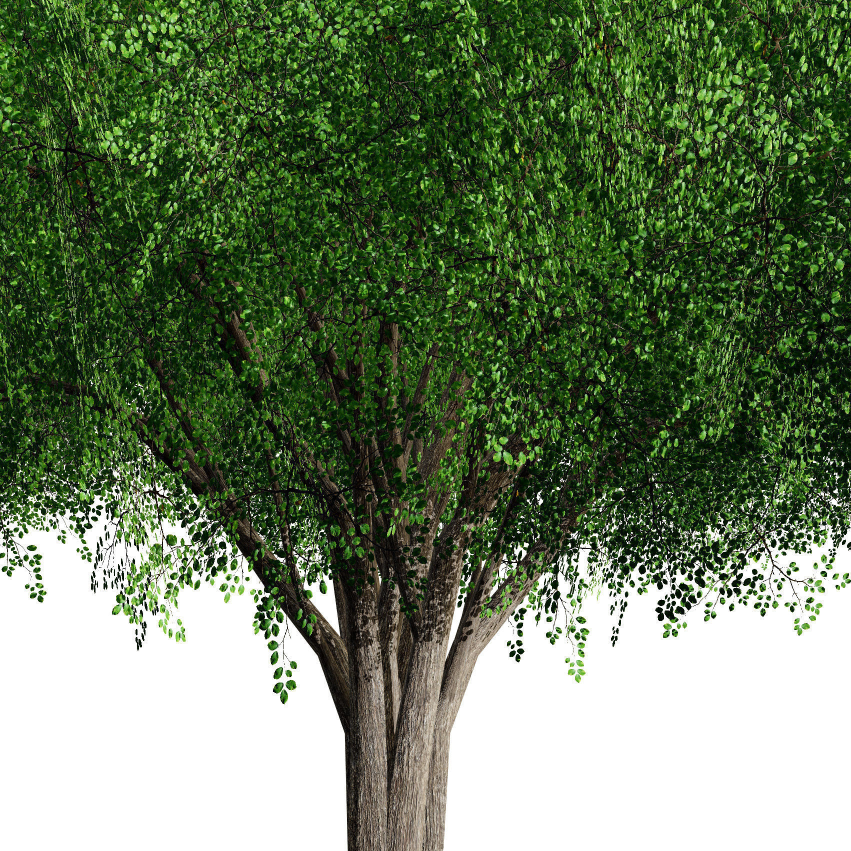 Realistic Hazelnut Tree with Detailed Leaves with free tutorial Low-poly 3D model_4