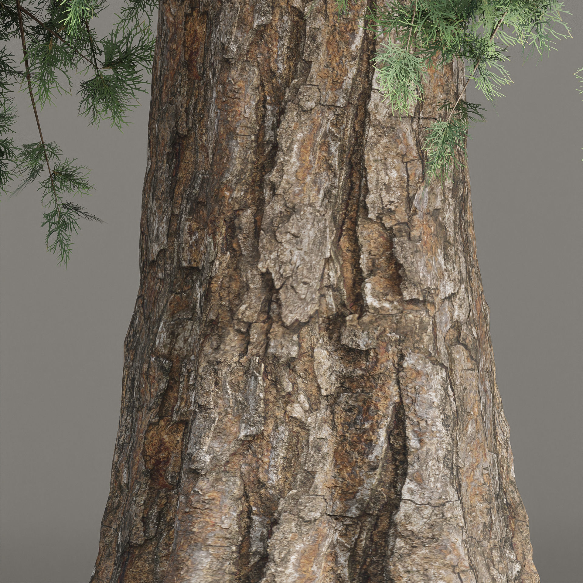 Conifer trees vol 78-Blender 3D model_6
