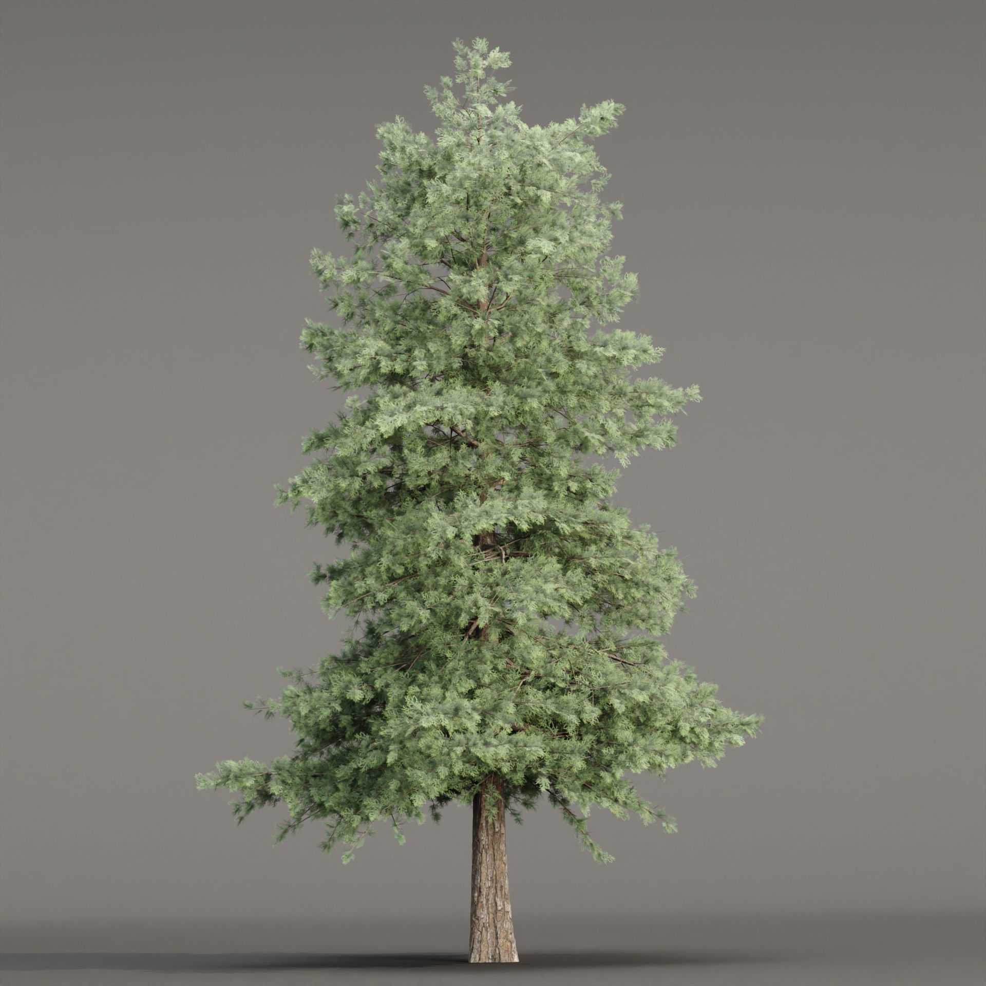 Conifer trees vol 78-Blender 3D model_4