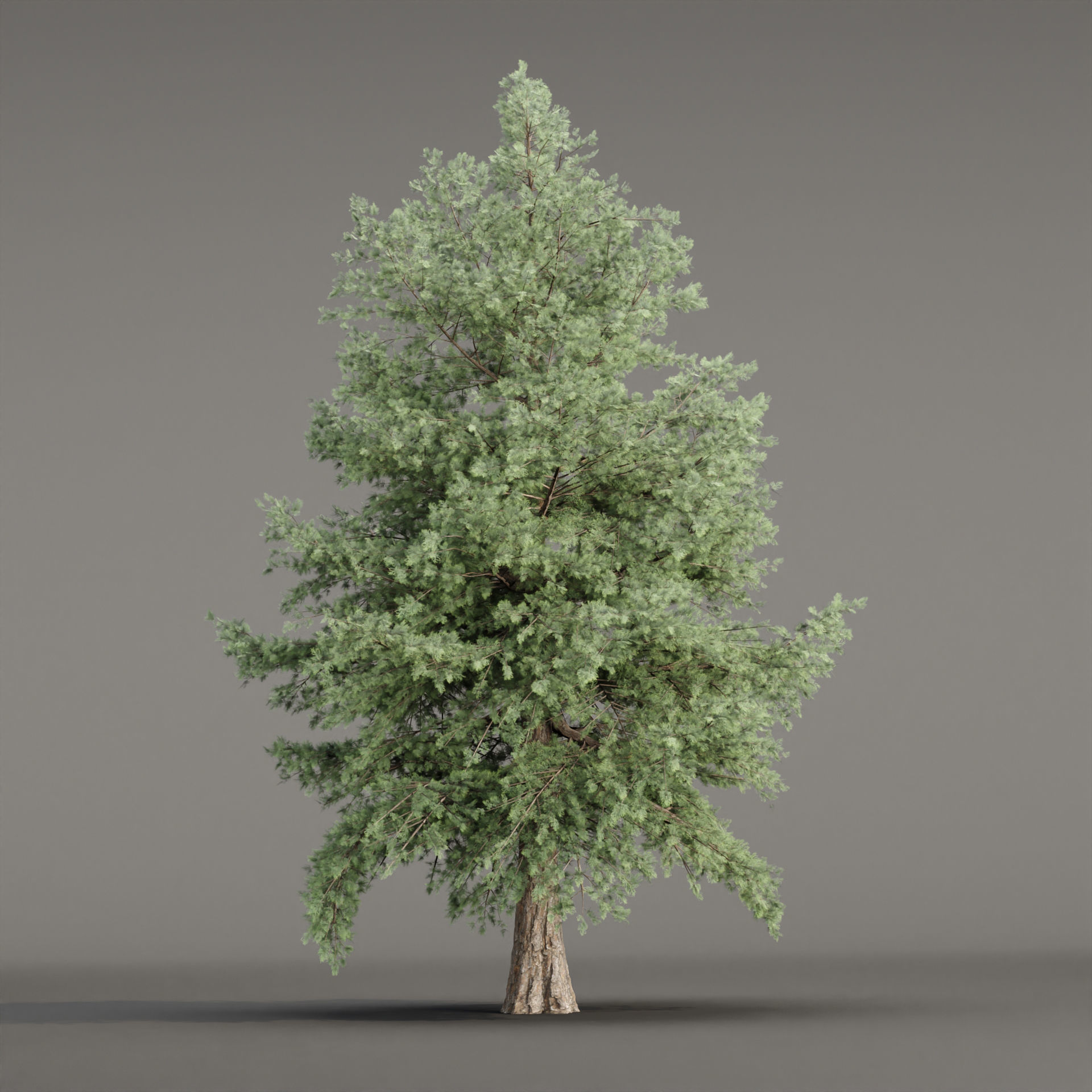 Conifer trees vol 78-Blender 3D model_2