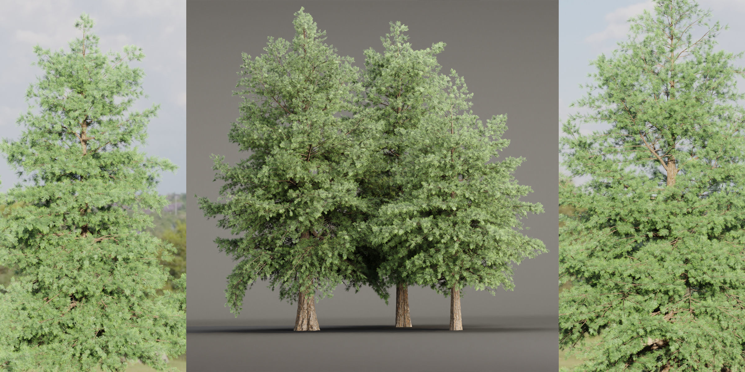 Conifer trees vol 78-Blender 3D model_1