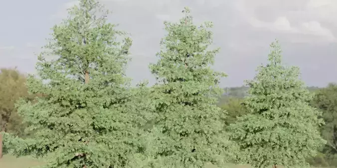 Conifer trees vol 78-Blender 3D model