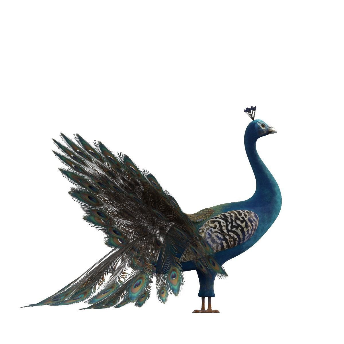 Peafowl Peacock Low-poly 3D model_14