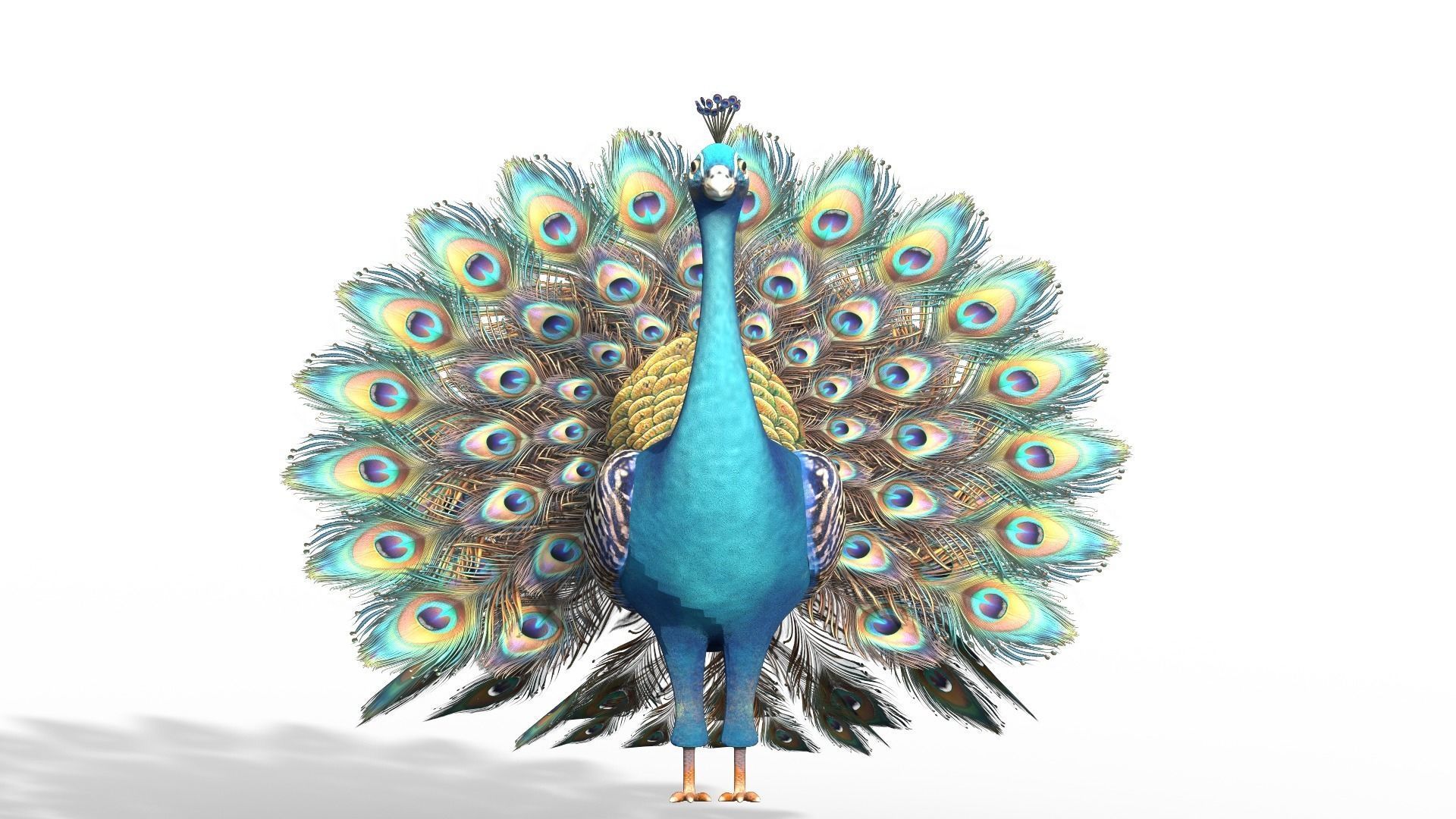 Peafowl Peacock Low-poly 3D model_4