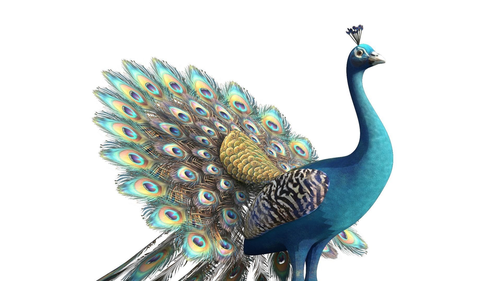 Peafowl Peacock Low-poly 3D model_5