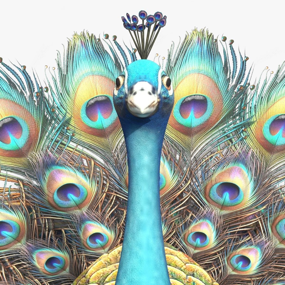 Peafowl Peacock Low-poly 3D model_11
