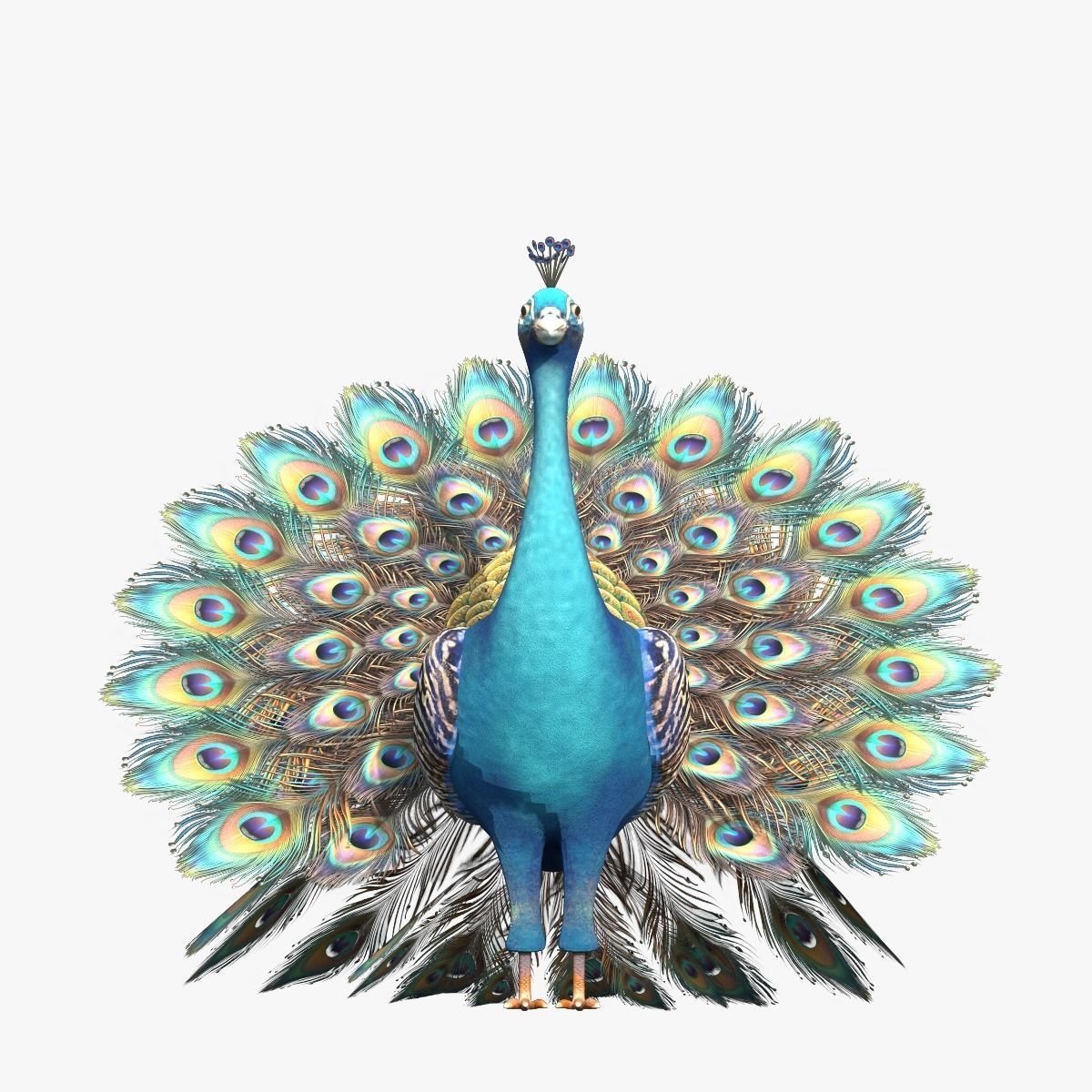 Peafowl Peacock Low-poly 3D model_1