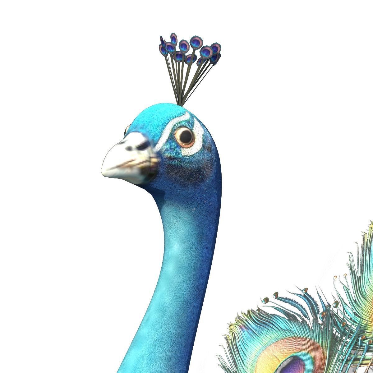 Peafowl Peacock Low-poly 3D model_10