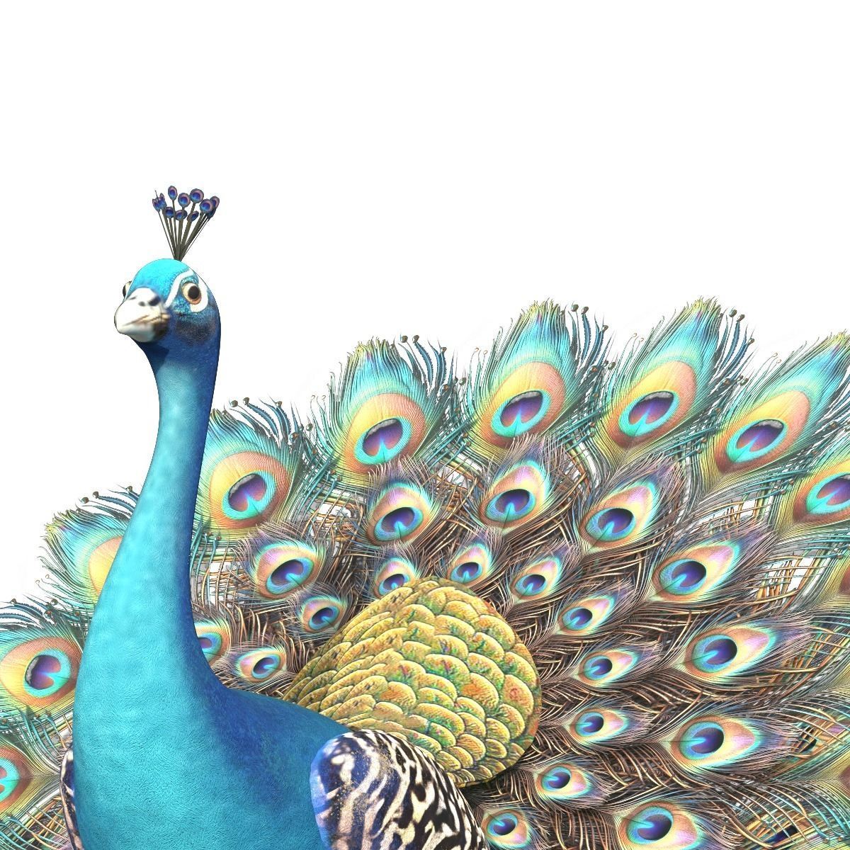 Peafowl Peacock Low-poly 3D model_6