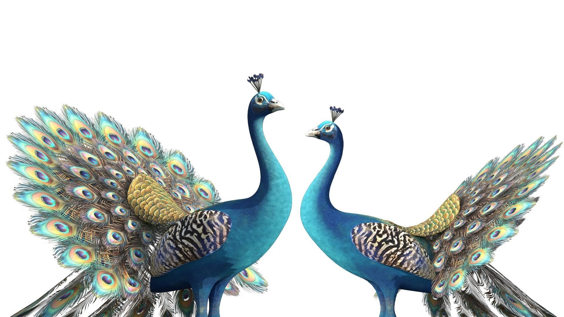 Peafowl Peacock Low-poly 3D model_8