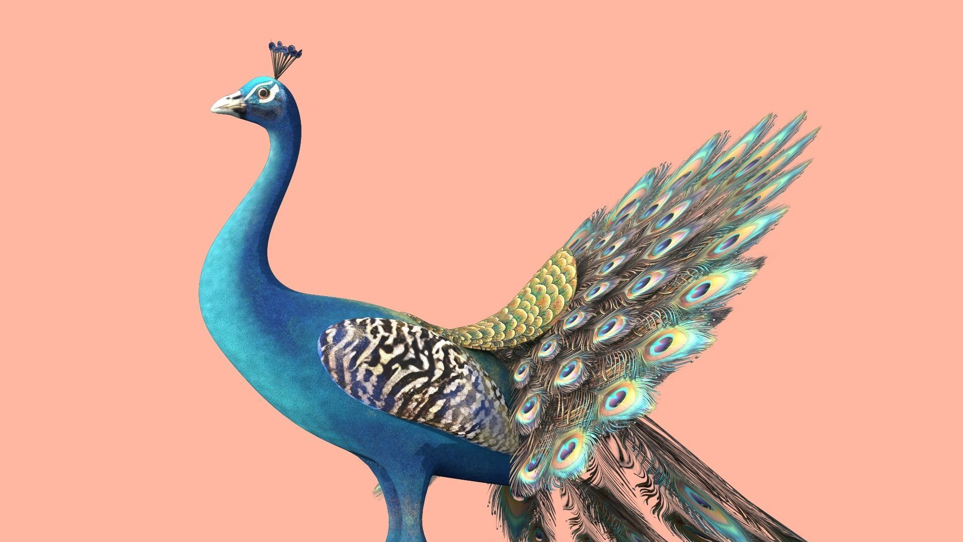 Peafowl Peacock Low-poly 3D model_9