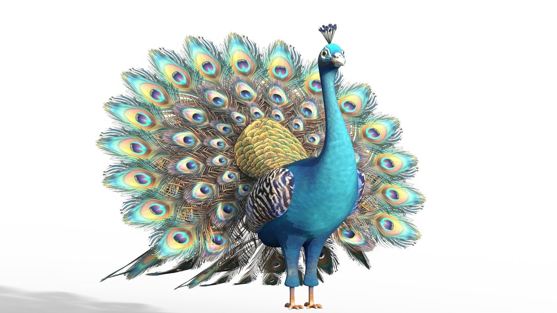 Peafowl Peacock Low-poly 3D model_3