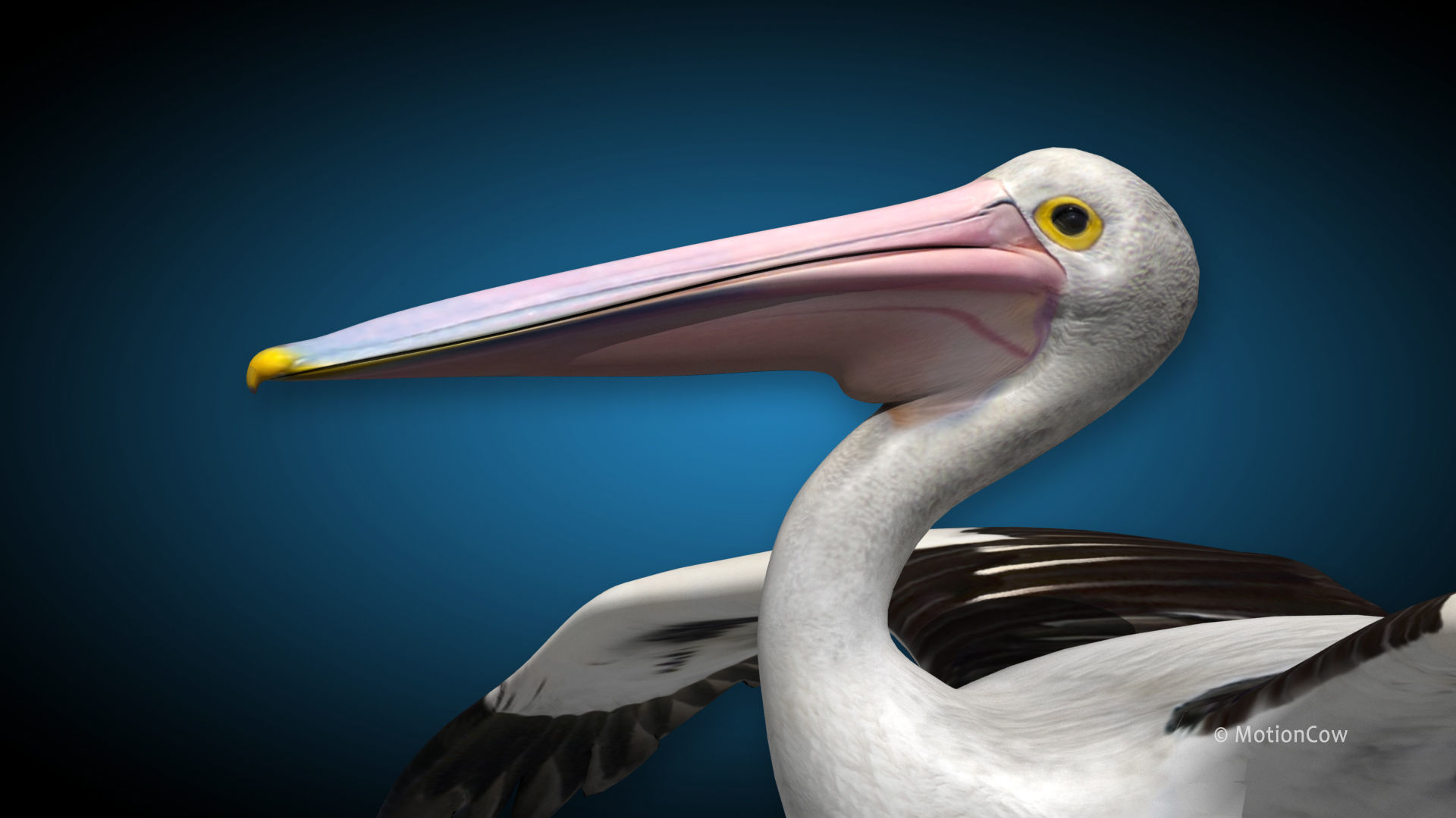 Pelican  Flying 3D model_10