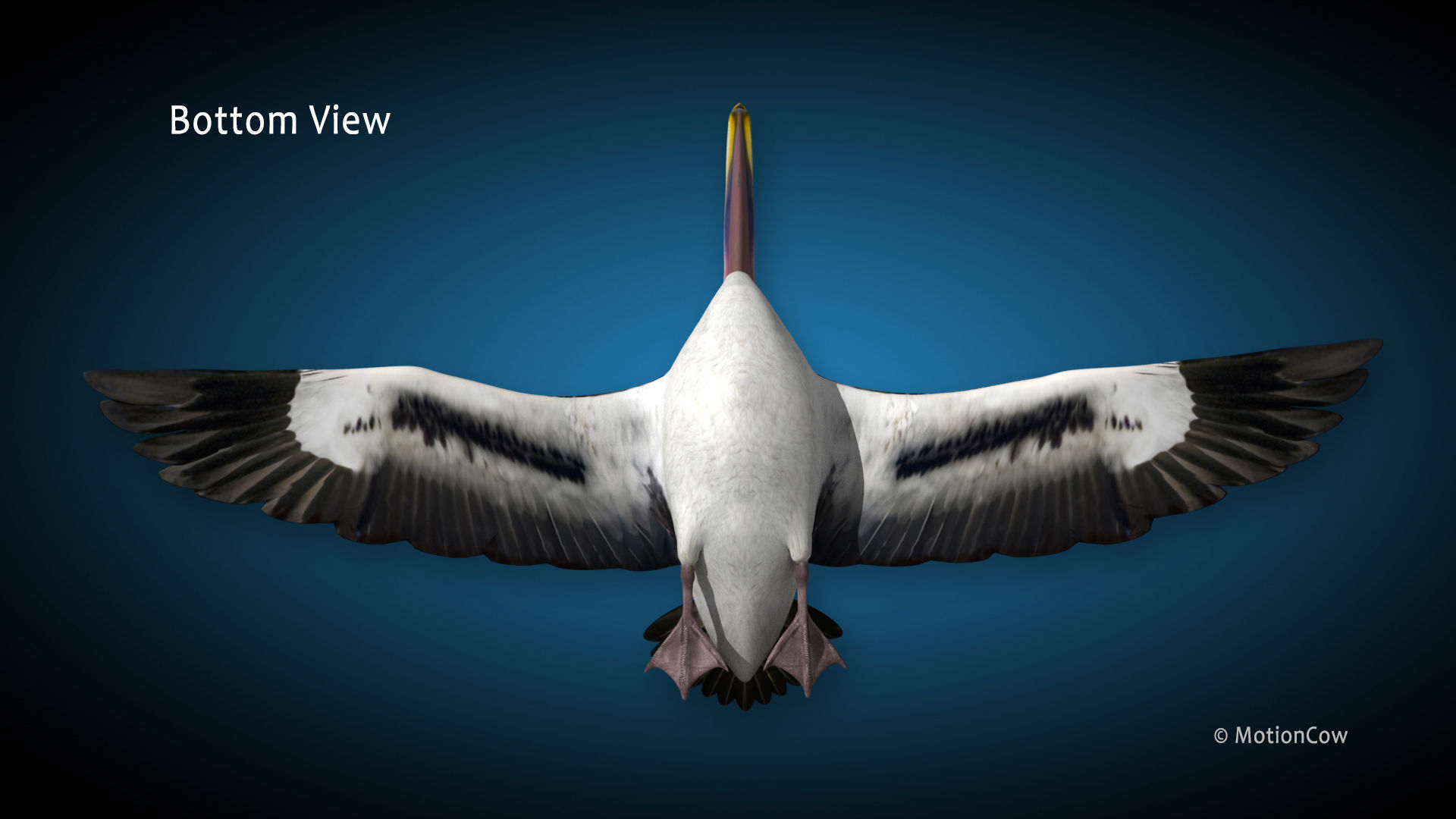 Pelican  Flying 3D model_15