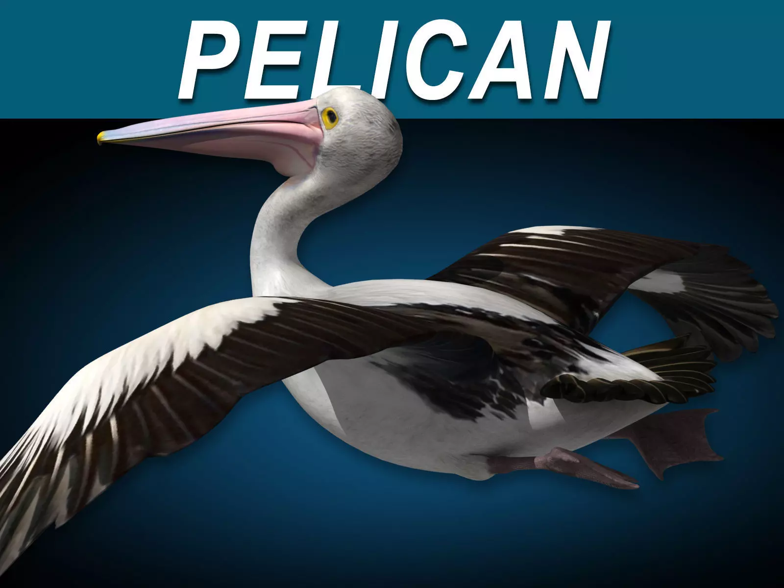 Pelican  Flying 3D model_0