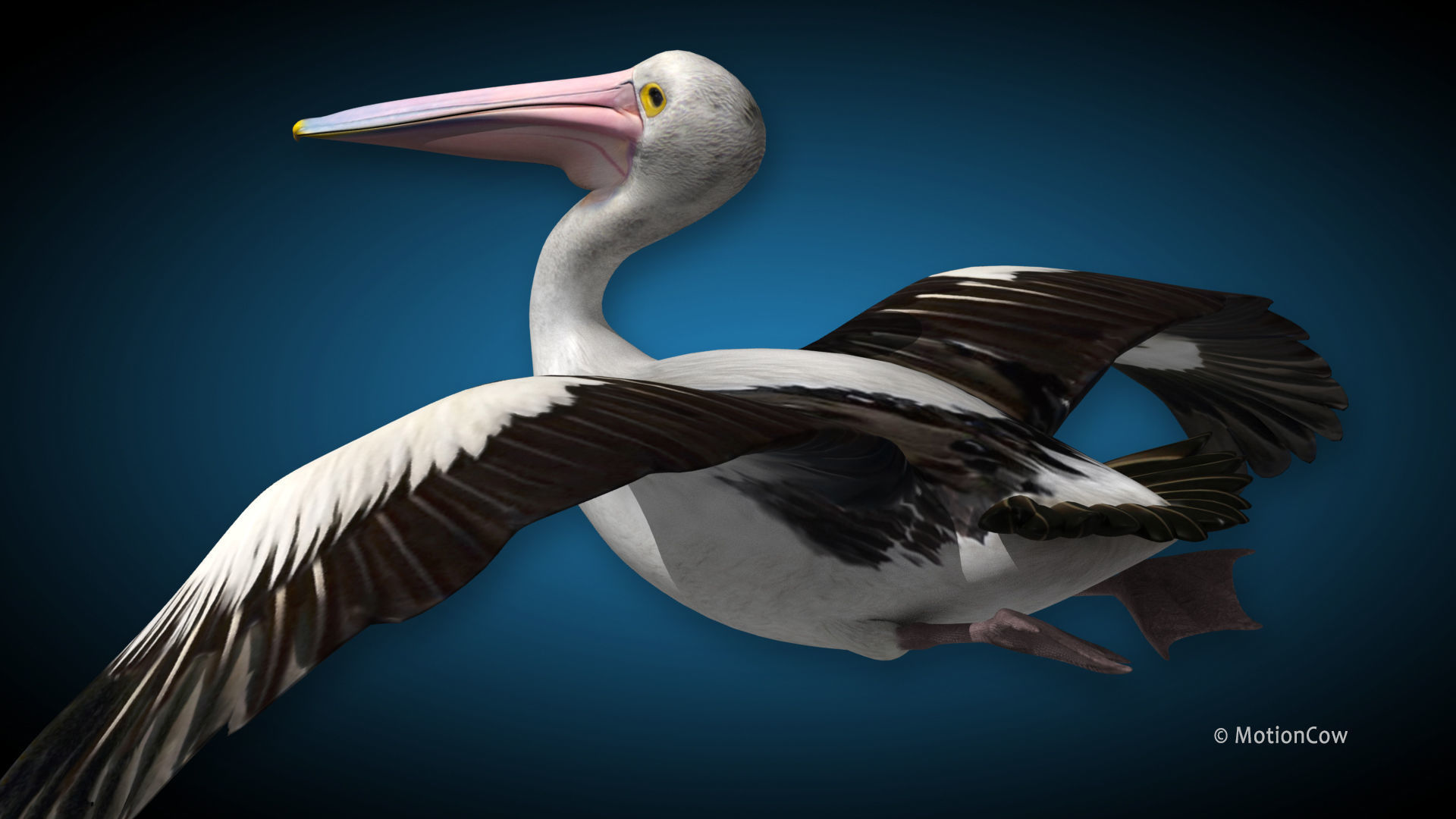 Pelican  Flying 3D model_3