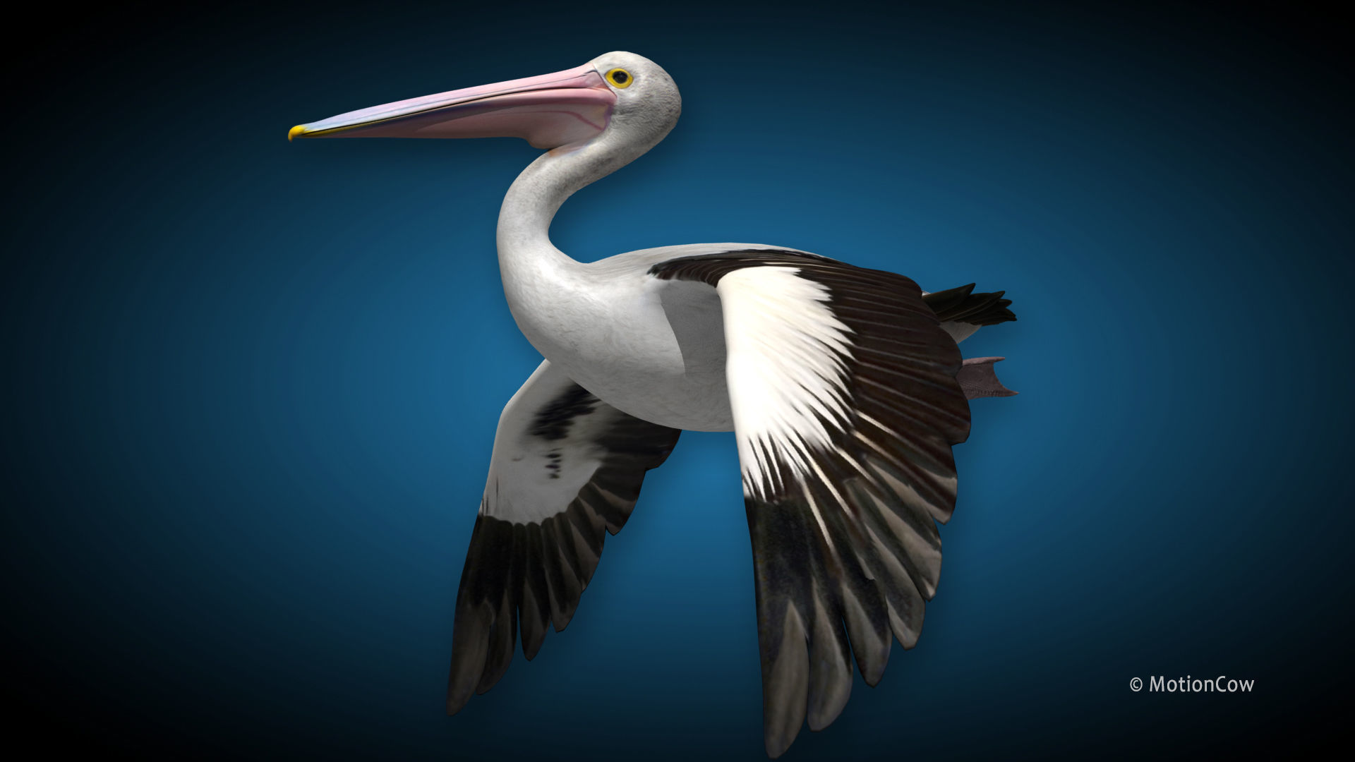 Pelican  Flying 3D model_5