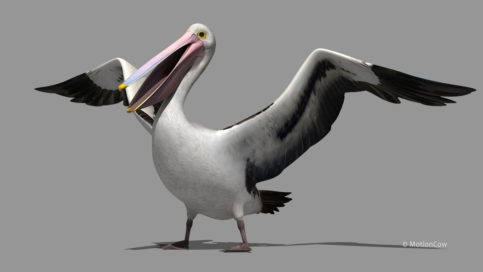 Pelican  Flying 3D model_12