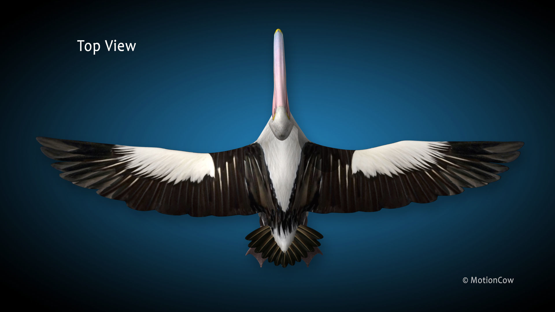 Pelican  Flying 3D model_14