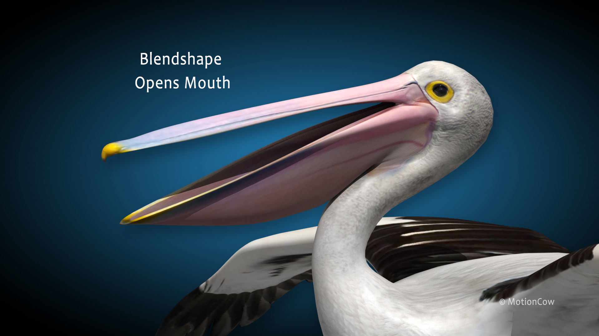 Pelican  Flying 3D model_11