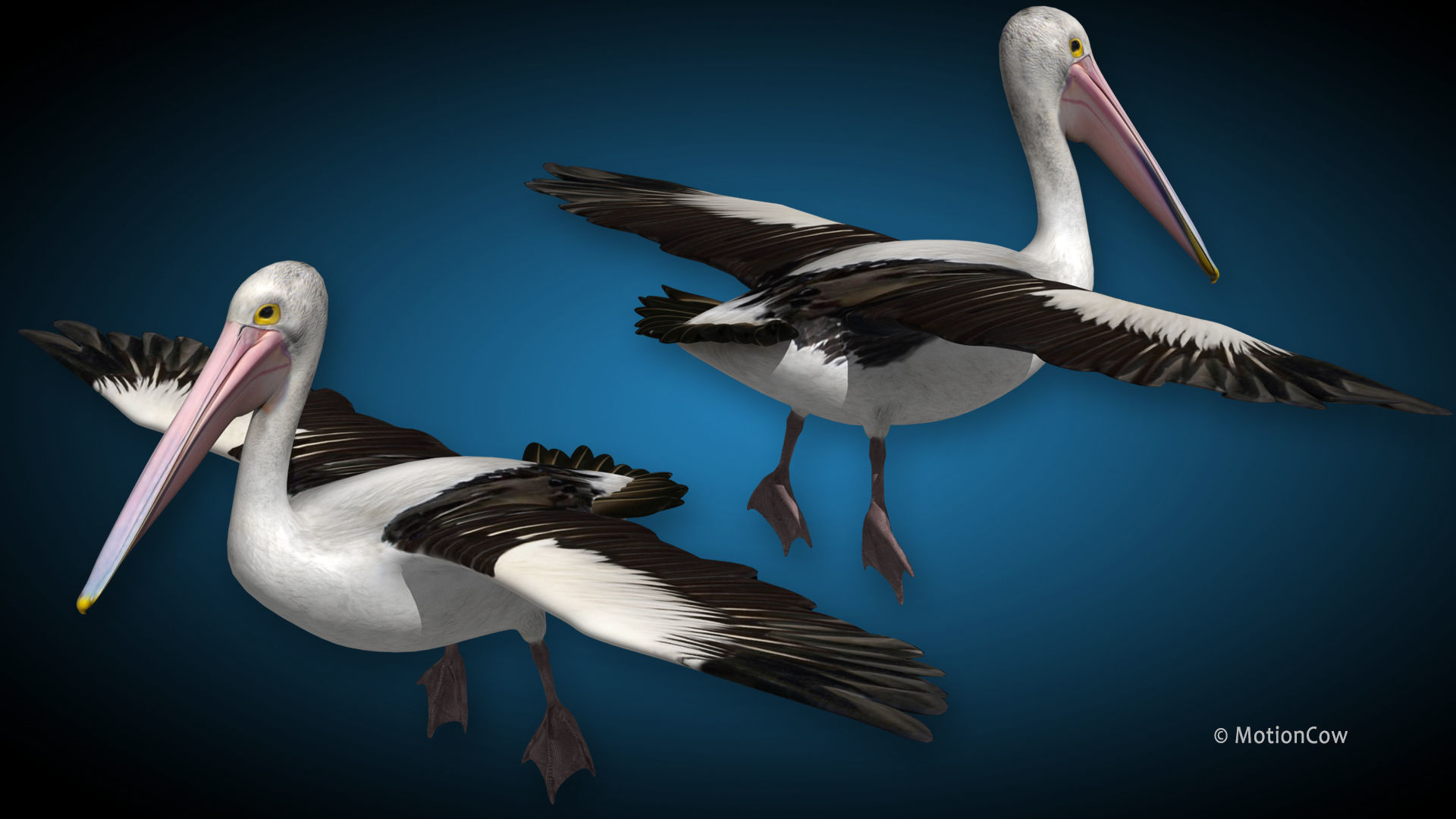 Pelican  Flying 3D model_8
