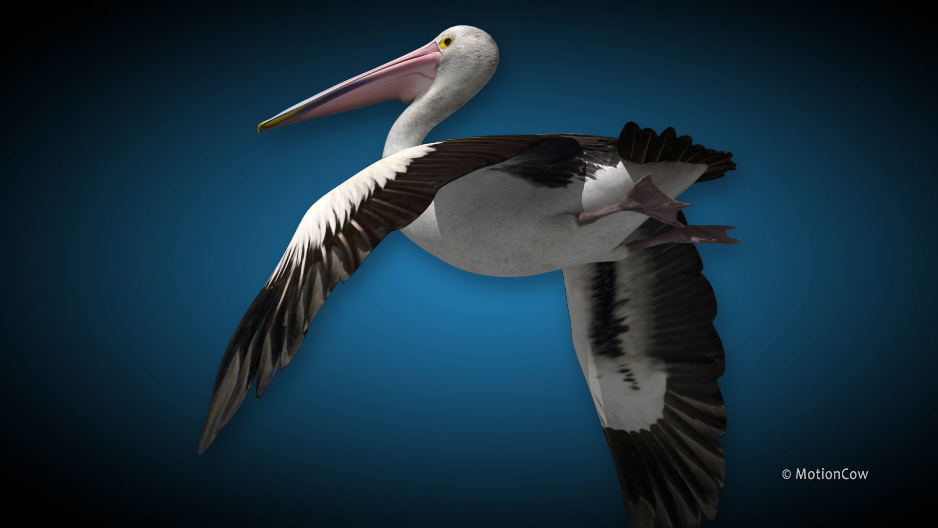 Pelican  Flying 3D model_7