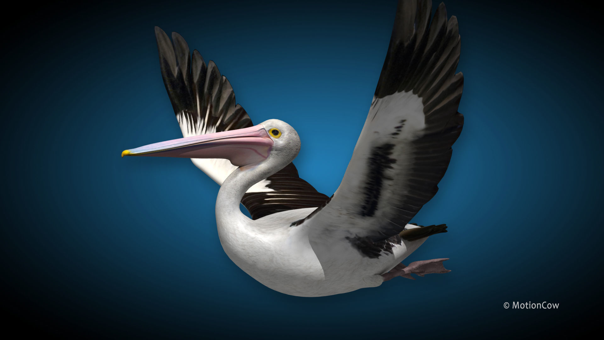 Pelican  Flying 3D model_4