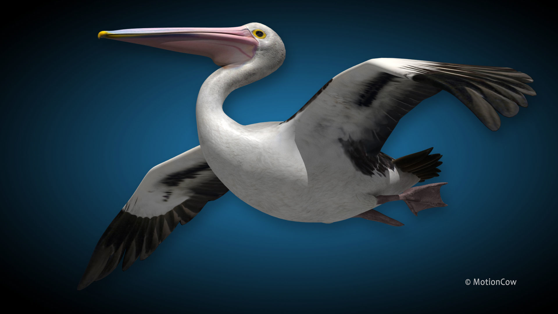 Pelican  Flying 3D model_6