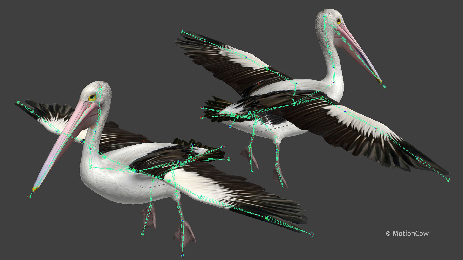 Pelican  Flying 3D model_19