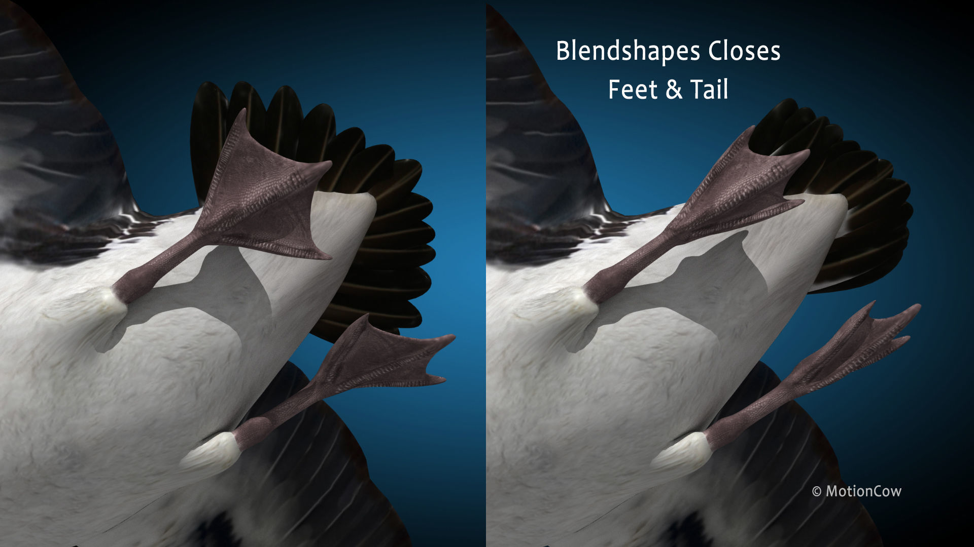 Pelican  Flying 3D model_9
