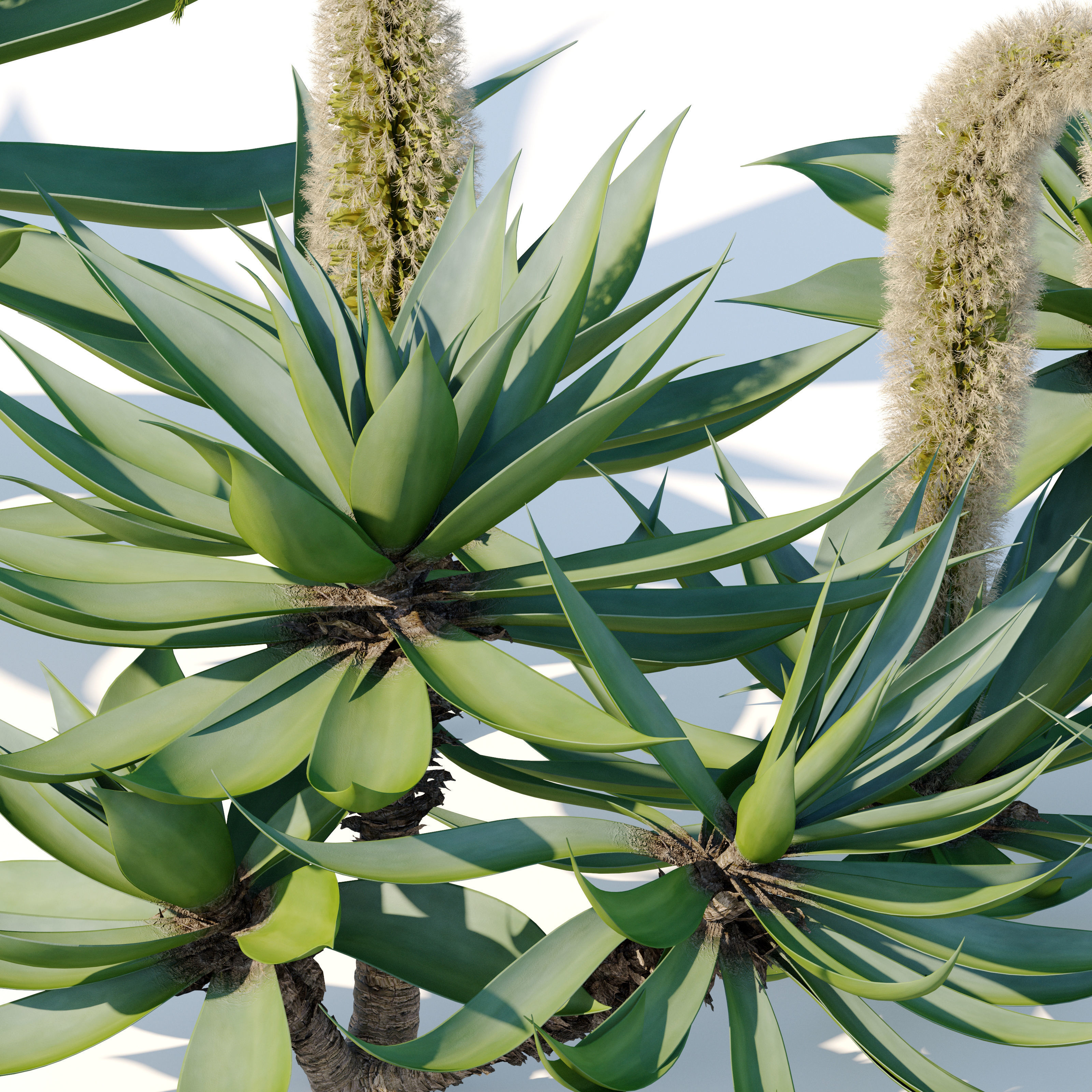 Agave attenuata 3D model_3