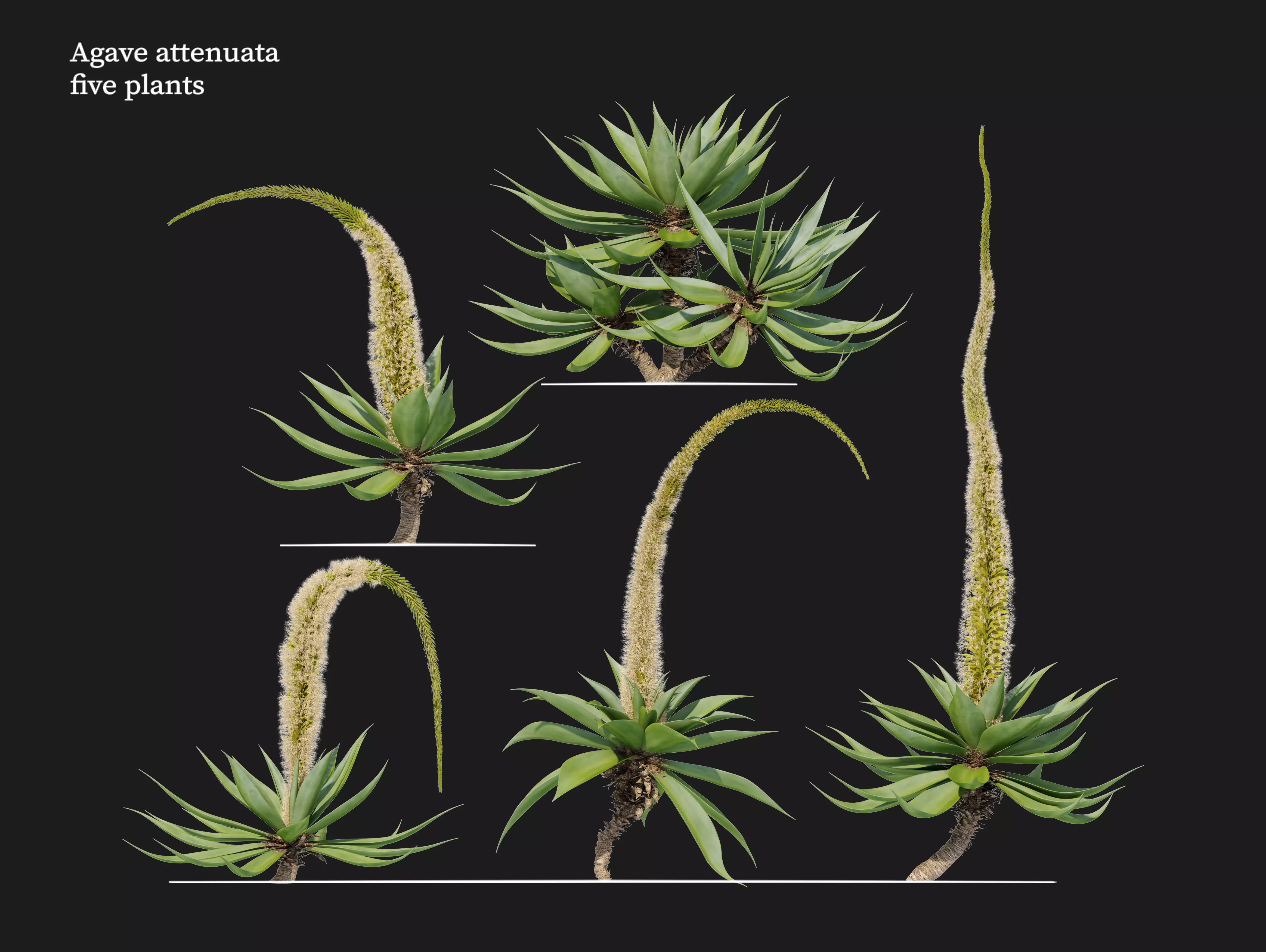 Agave attenuata 3D model_0