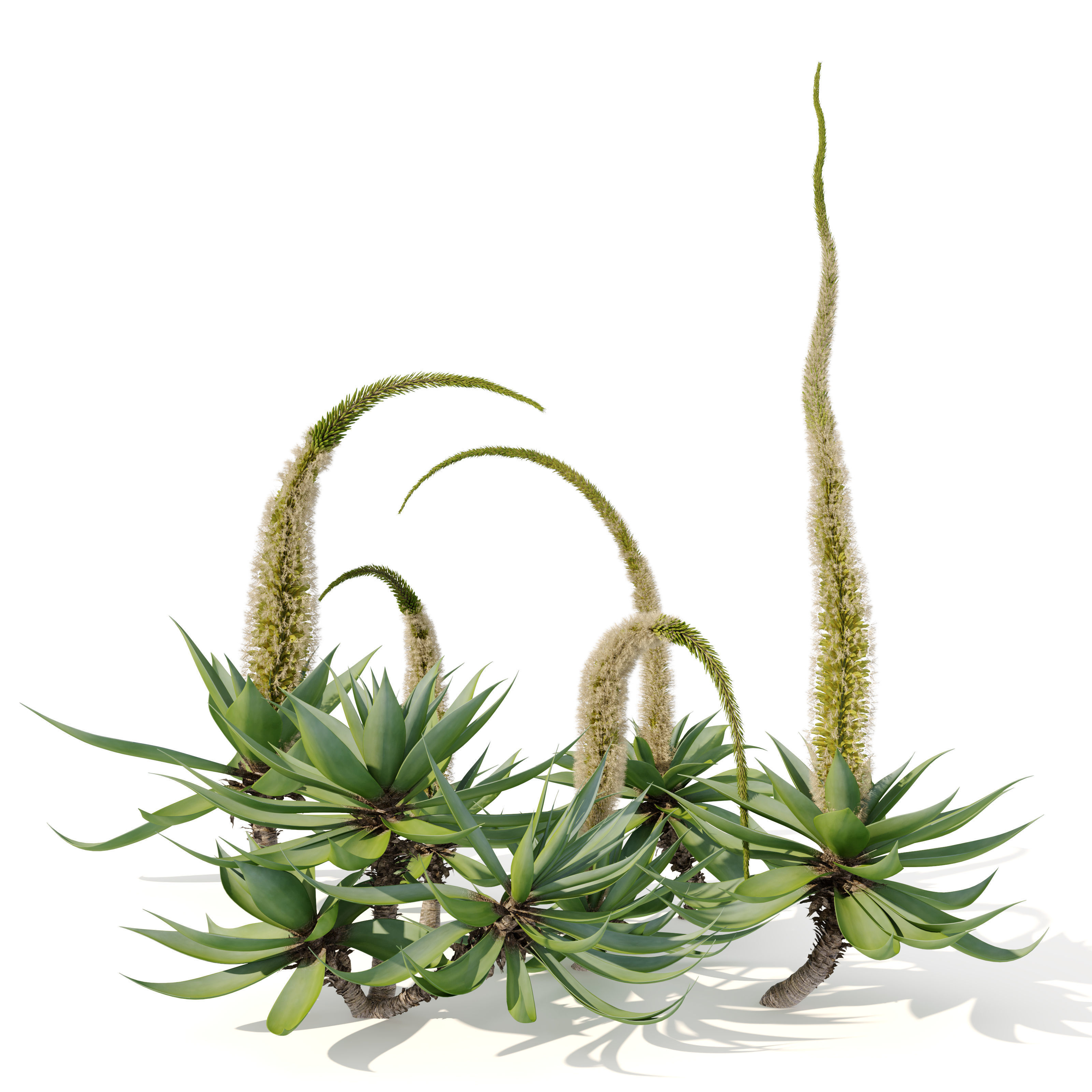 Agave attenuata 3D model_2