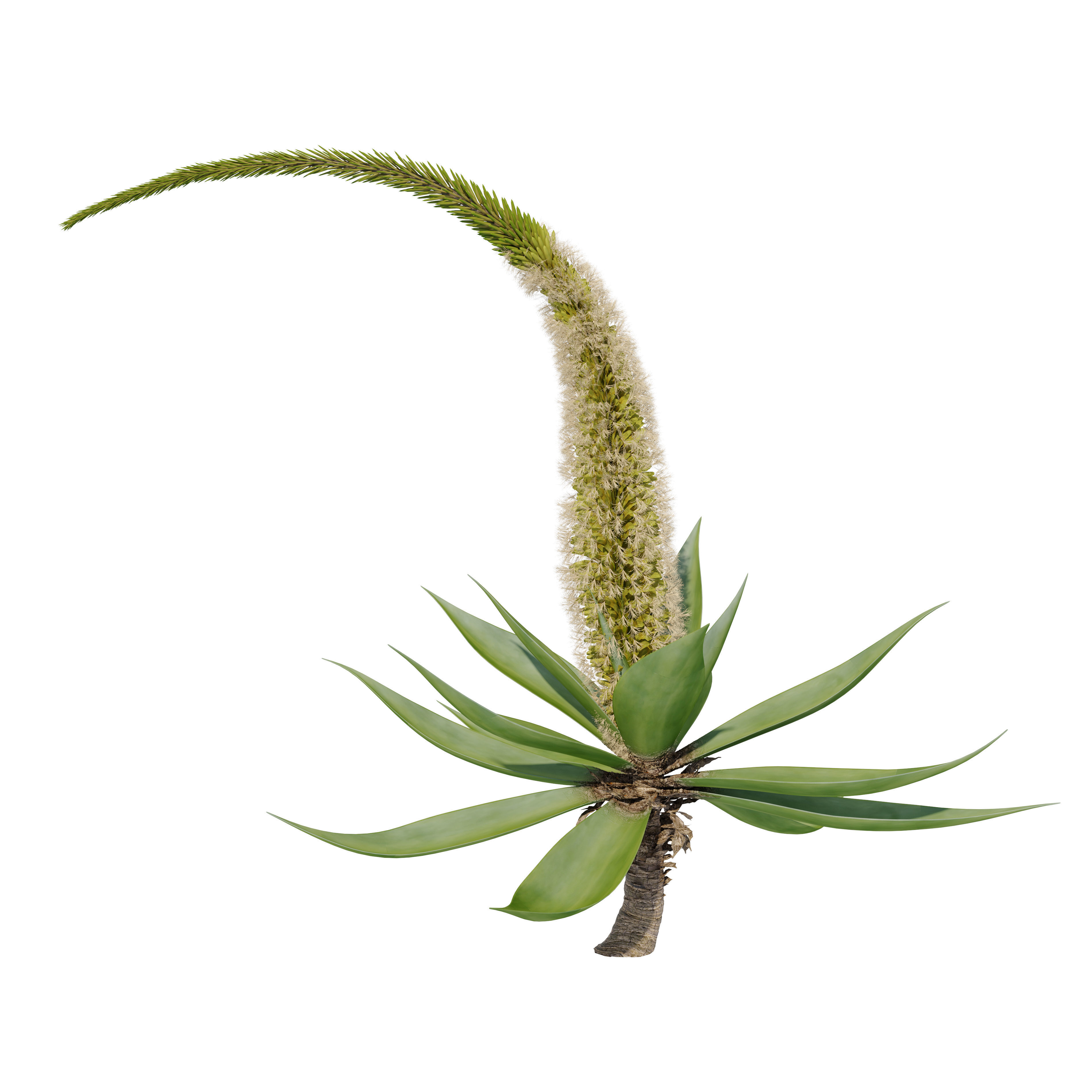 Agave attenuata 3D model_1